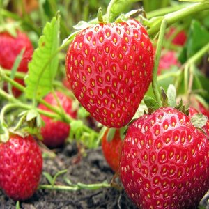 Jahoda (Fragaria x ananassa) ´KENT´ jarná - multipaletka (10ks)